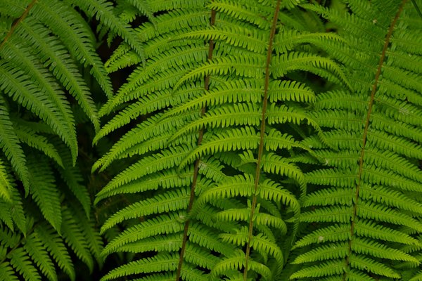 Livraison de glaçons 24/7 à paris et en Île-de-france